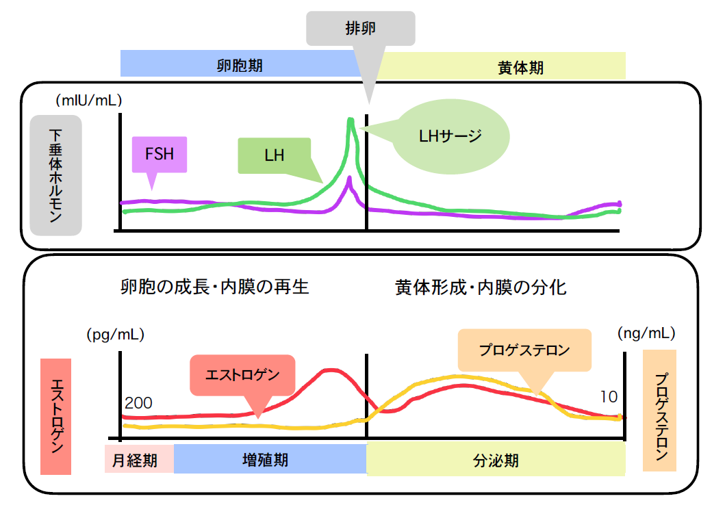 内分泌検査